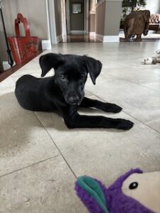 Black Labrador Retreiver Mix