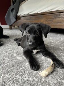 Black Labrador Retreiver Mix