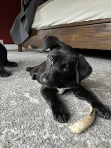 Black Labrador Retreiver Mix