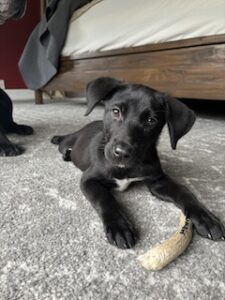 Black Labrador Retreiver Mix