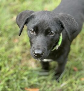 Black Labrador Retreiver Mix