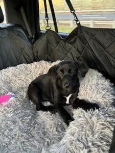 Black Labrador Retreiver Mix