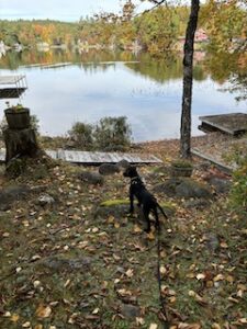 Black Labrador Retreiver Mix