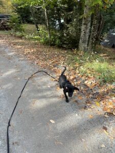 Black Labrador Retreiver Mix