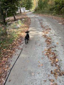 Black Labrador Retreiver Mix