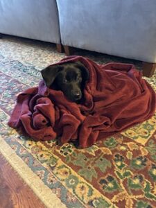 Black Labrador Retreiver Mix