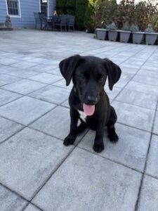 Black Labrador Mix