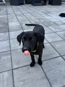 Black Labrador Mix