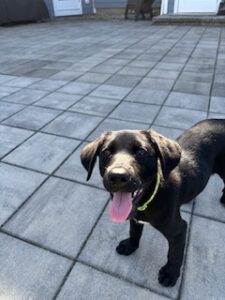 Black Labrador Mix