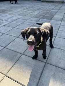 Black Labrador Mix