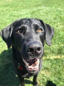 Black Labrador Retriever 