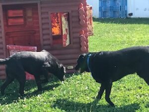 Black Labrador Retriever