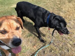 Black Labrador Retreiver 