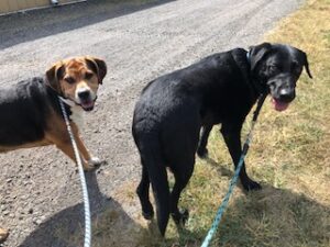 Black Labrador Retreiver 