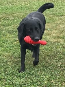 Black Labrador Retreiver 