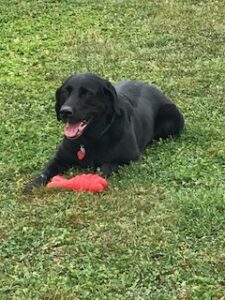 Black Labrador Retreiver 