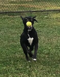 Black Labrador Retreiver Mix