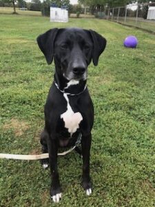 Black Labrador Retreiver Mix