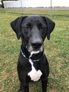 Black Labrador Retreiver Mix