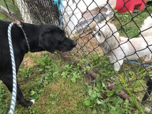 Black Labrador Mix