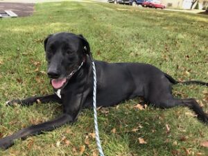 Black Labrador Mix