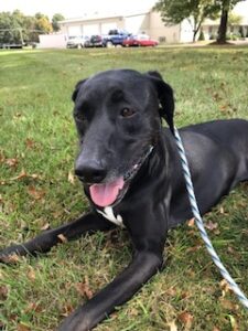 Black Labrador Mix