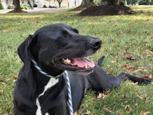 Black Labrador Mix