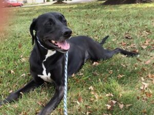 Black Labrador Mix