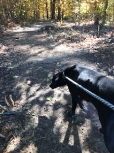 Black Labrador Mix