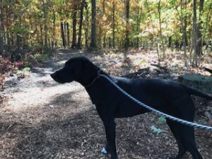 Black Labrador Mix