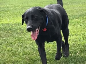 Black Labrador Retriever