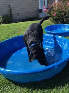 Black Labrador Retriever