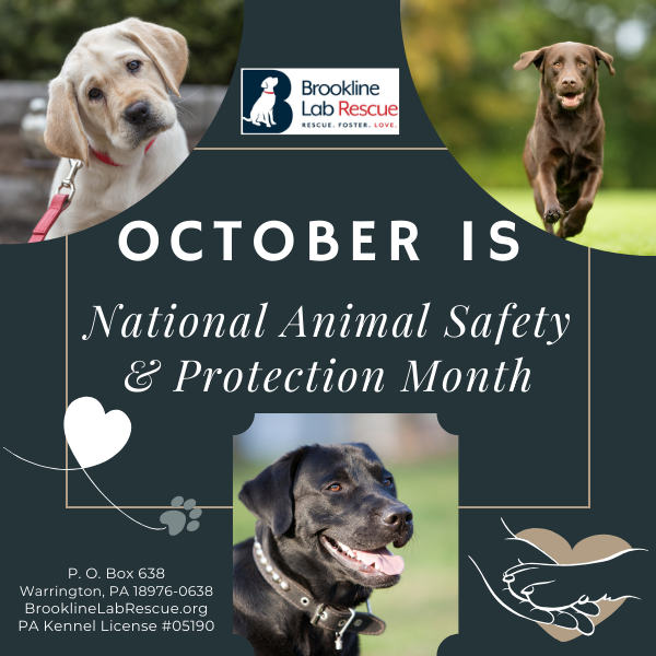 Animal Safety and Protection Month responsibility comes with having pets in our family