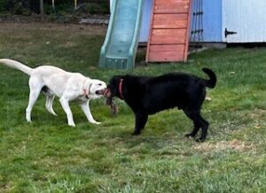 Yellow Labrador Retriever