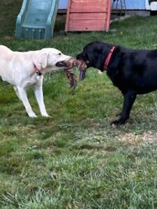 Yellow Labrador Retriever