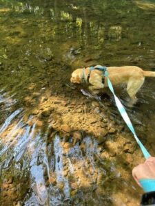 Yellow Labrador Retriever