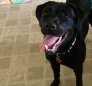 Black Labrador Retriever