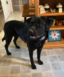 Black Labrador Retriever 