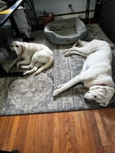 Yellow Labrador Retriever