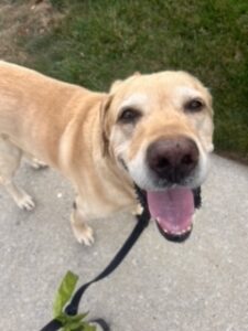 Yellow Labrador Retriever