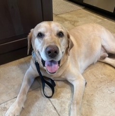 Yellow Labrador Retriever