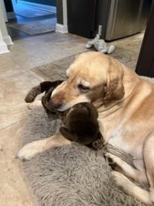 Yellow Labrador Retriever