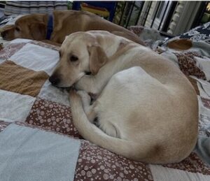 Yellow Labrador Retriever