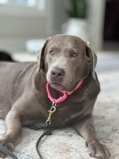 Silver Labrador Retriever