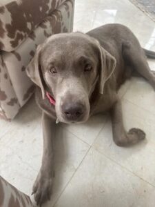 Silver Labrador Retriever