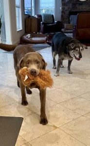 Silver Labrador Retriever