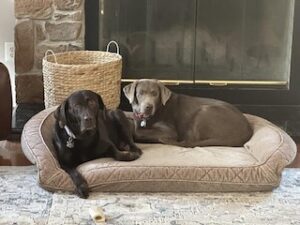 Silver Labrador Retriever