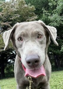 Silver Labrador Retriever