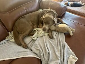 Silver Labrador Retriever