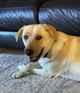 Yellow Labrador Retriever